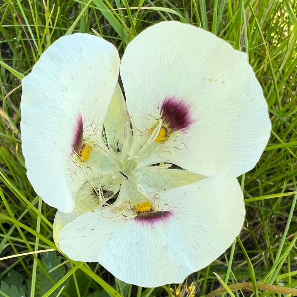 Meet your Posher, Jacqueline
